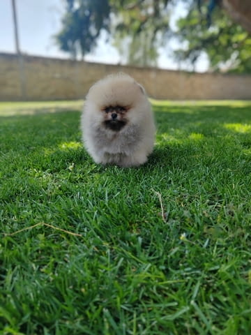 A beautiful bearish Pomeranian puppy. Померан (Малък английски шпиц) - град Извън България | Кучета - снимка 5