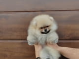 A beautiful bearish Pomeranian puppy.