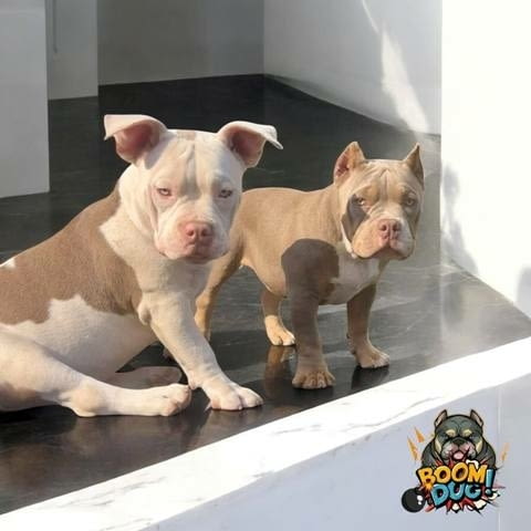 Американски булли, женски кученца Bulterier, Vaccinated - Yes, Dewormed - Yes - city of Sofia | Dogs - снимка 6