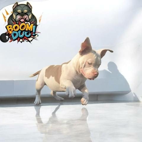 Американски булли, женски кученца Bulterier, Vaccinated - Yes, Dewormed - Yes - city of Sofia | Dogs - снимка 7