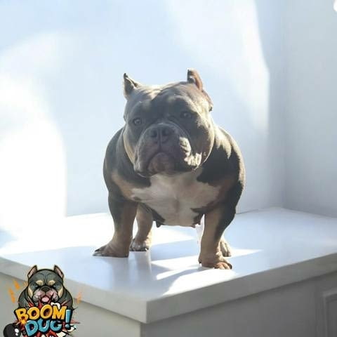 Американски булли, женски кученца Bulterier, Vaccinated - Yes, Dewormed - Yes - city of Sofia | Dogs - снимка 8