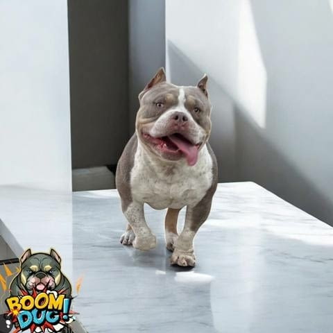 Американски булли, женски кученца Bulterier, Vaccinated - Yes, Dewormed - Yes - city of Sofia | Dogs - снимка 9