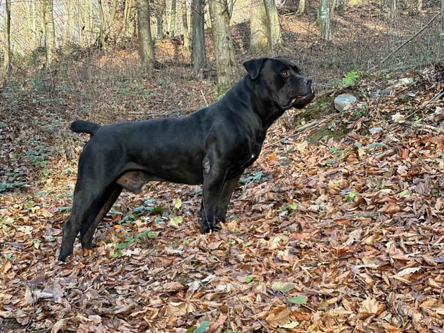 Южноафрикански мастиф – Boerboel кученца Мастиф, Ваксинирано - Да, Обезпаразитено - Да - град Извън България | Кучета - снимка 3