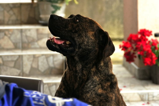 Южноафрикански мастиф – Boerboel кученца Мастиф, Ваксинирано - Да, Обезпаразитено - Да - град Извън България | Кучета - снимка 9