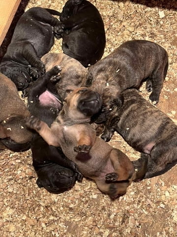 Южноафрикански мастиф – Boerboel кученца Мастиф, Ваксинирано - Да, Обезпаразитено - Да - град Извън България | Кучета - снимка 11