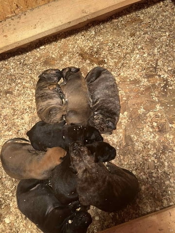 Южноафрикански мастиф – Boerboel кученца Мастиф, Ваксинирано - Да, Обезпаразитено - Да - град Извън България | Кучета - снимка 12