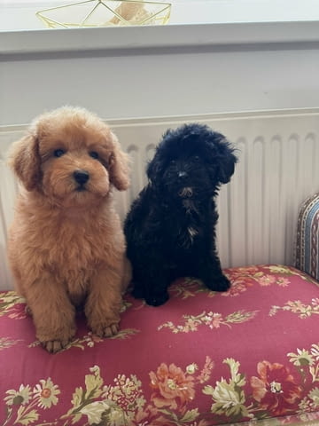 Two Beautiful Sibling Puppies from Serbia Другa - град Извън България | Кучета - снимка 1