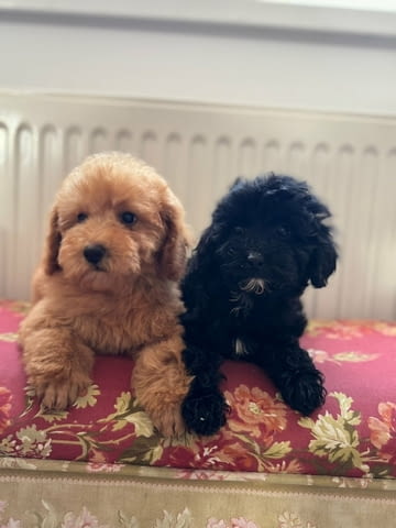 Two Beautiful Sibling Puppies from Serbia Другa - град Извън България | Кучета - снимка 2