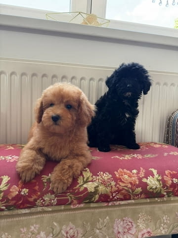 Two Beautiful Sibling Puppies from Serbia Другa - град Извън България | Кучета - снимка 3