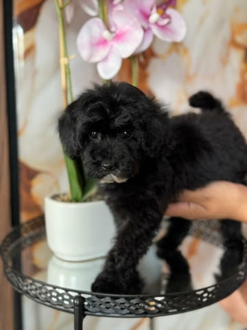 Two Beautiful Sibling Puppies from Serbia Другa - град Извън България | Кучета - снимка 5