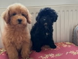 Two Beautiful Sibling Puppies from Serbia