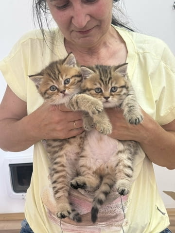 British cats on offer! Other - city of Izvun Bulgaria | Cats - снимка 1