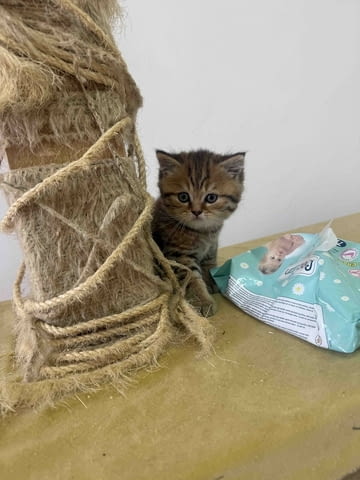 British cats on offer! Other - city of Izvun Bulgaria | Cats - снимка 2