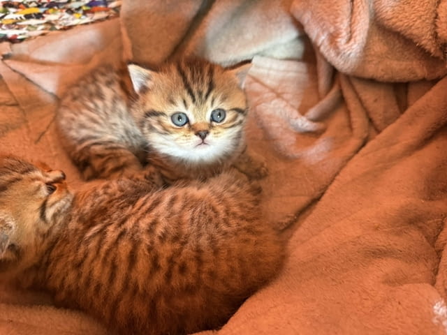 British cats on offer! Other - city of Izvun Bulgaria | Cats - снимка 3