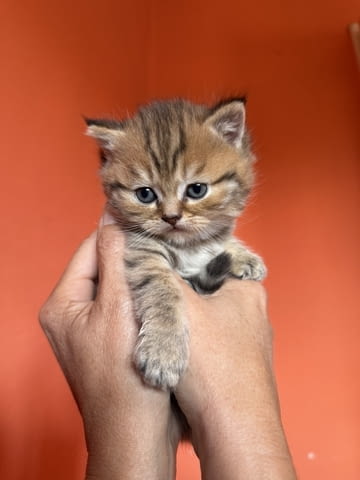 British cats on offer! Other - city of Izvun Bulgaria | Cats - снимка 4