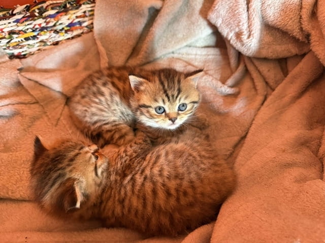 British cats on offer! Other - city of Izvun Bulgaria | Cats - снимка 5