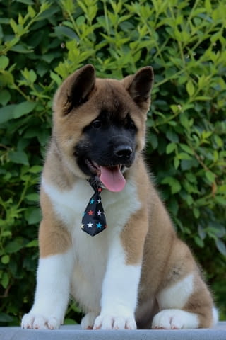 Американска Акита кученца / American akita Akita, Vaccinated - Yes, Dewormed - Yes - city of Izvun Bulgaria | Dogs - снимка 1
