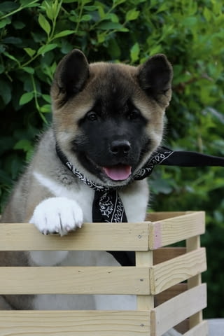 Американска Акита кученца / American akita Akita, Vaccinated - Yes, Dewormed - Yes - city of Izvun Bulgaria | Dogs - снимка 2