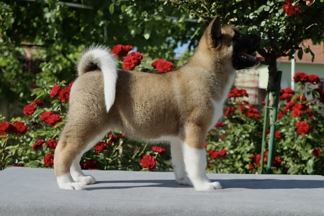 Американска Акита кученца / American akita Akita, Vaccinated - Yes, Dewormed - Yes - city of Izvun Bulgaria | Dogs - снимка 3