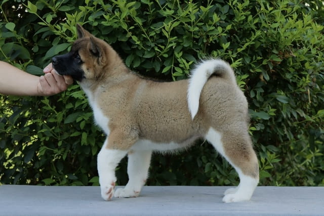 Американска Акита кученца / American akita Akita, Vaccinated - Yes, Dewormed - Yes - city of Izvun Bulgaria | Dogs - снимка 4