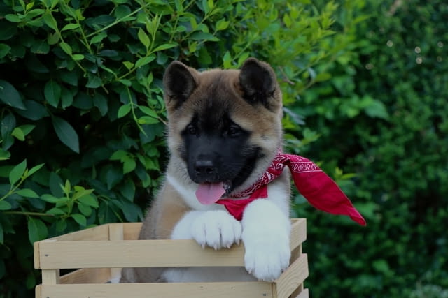 Американска Акита кученца / American akita Akita, Vaccinated - Yes, Dewormed - Yes - city of Izvun Bulgaria | Dogs - снимка 5