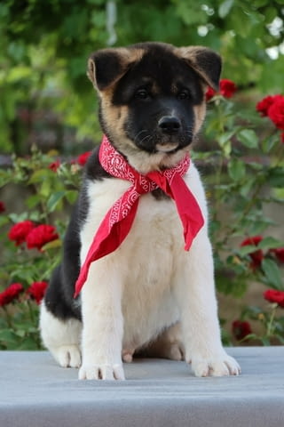 Американска Акита кученца / American akita Akita, Vaccinated - Yes, Dewormed - Yes - city of Izvun Bulgaria | Dogs - снимка 6
