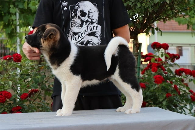 Американска Акита кученца / American akita Akita, Vaccinated - Yes, Dewormed - Yes - city of Izvun Bulgaria | Dogs - снимка 7