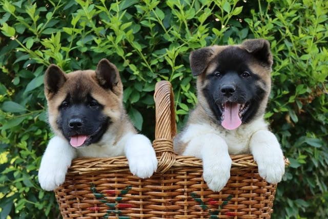 Американска Акита кученца / American akita Akita, Vaccinated - Yes, Dewormed - Yes - city of Izvun Bulgaria | Dogs - снимка 8