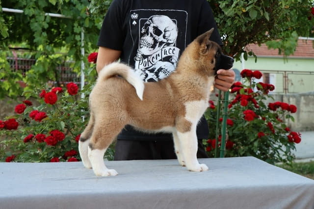 Американска Акита кученца / American akita Akita, Vaccinated - Yes, Dewormed - Yes - city of Izvun Bulgaria | Dogs - снимка 9