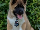 Американска Акита кученца / American akita