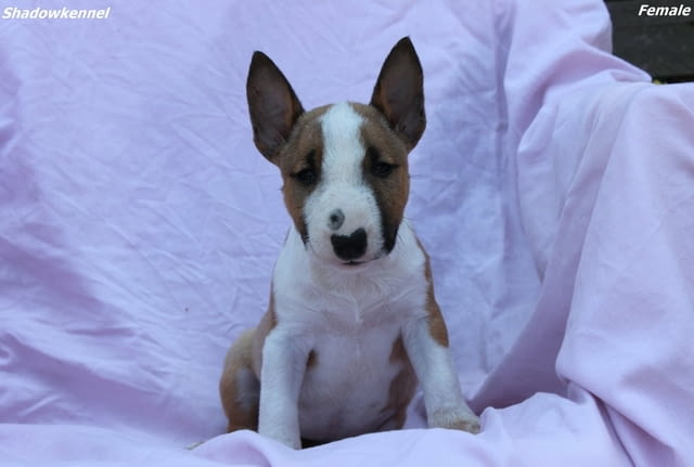 Мини Бул Териер кученца Бултериер, Ваксинирано - Да, Обезпаразитено - Да - град Извън България | Кучета - снимка 5