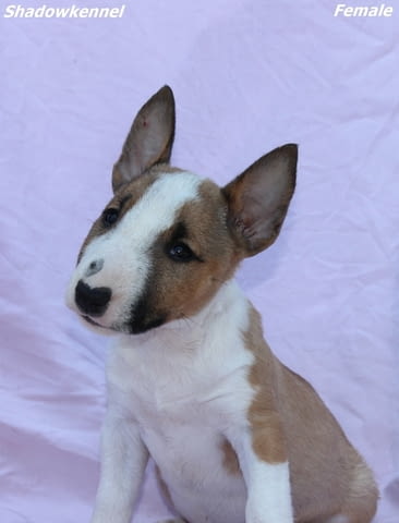 Мини Бул Териер кученца Бултериер, Ваксинирано - Да, Обезпаразитено - Да - град Извън България | Кучета - снимка 7