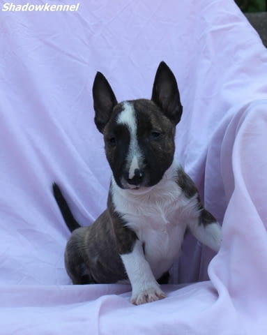 Мини Бул Териер кученца Бултериер, Ваксинирано - Да, Обезпаразитено - Да - град Извън България | Кучета - снимка 9