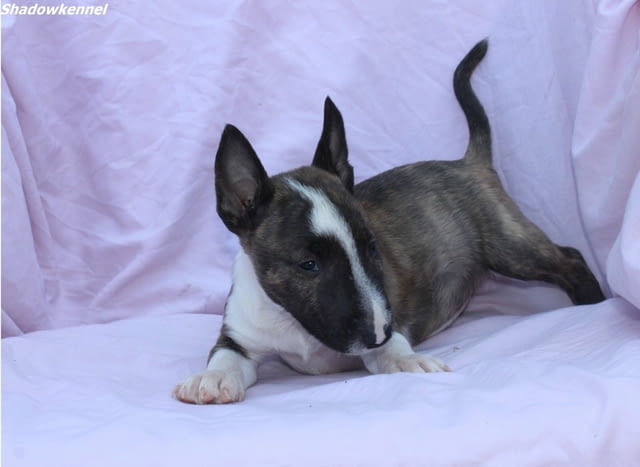 Мини Бул Териер кученца Бултериер, Ваксинирано - Да, Обезпаразитено - Да - град Извън България | Кучета - снимка 11