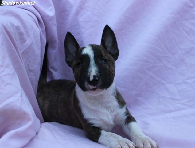 Мини Бул Териер кученца Бултериер, Ваксинирано - Да, Обезпаразитено - Да - град Извън България | Кучета - снимка 12