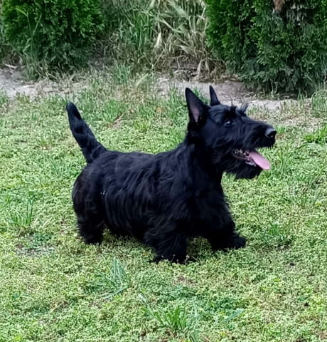 Scottish terrier puppies Другa - град Извън България | Кучета - снимка 1