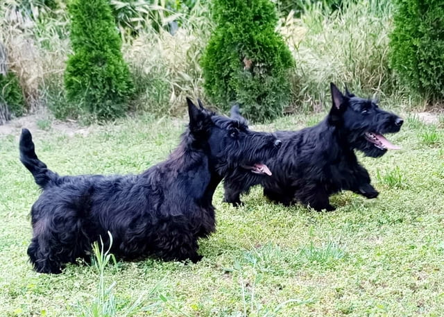 Scottish terrier puppies Другa - град Извън България | Кучета - снимка 2