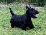 Scottish terrier puppies