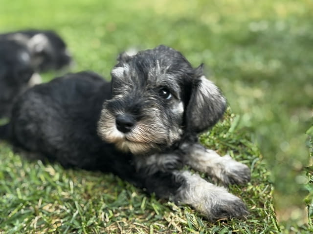 Miniature Schnauzer puppies Шнауцер мини - град Извън България | Кучета - снимка 1