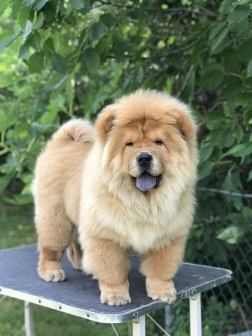 Chow Chow Амазинг Puppies for sale! Чау-чау, Ваксинирано - Да, За разплод - Да - град София | Кучета - снимка 1