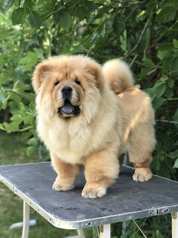 Chow Chow Амазинг Puppies for sale! Чау-чау, Ваксинирано - Да, За разплод - Да - град София | Кучета - снимка 3
