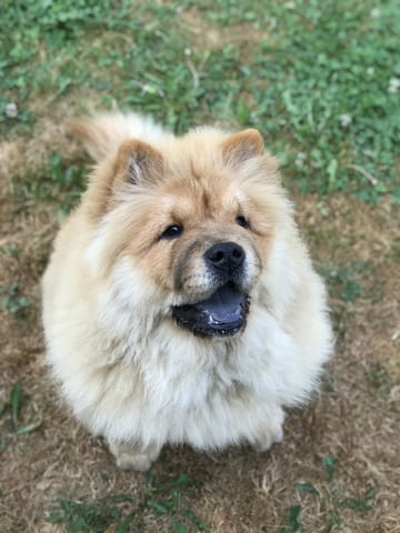 Chow Chow Амазинг Puppies for sale! Чау-чау, Ваксинирано - Да, За разплод - Да - град София | Кучета - снимка 4