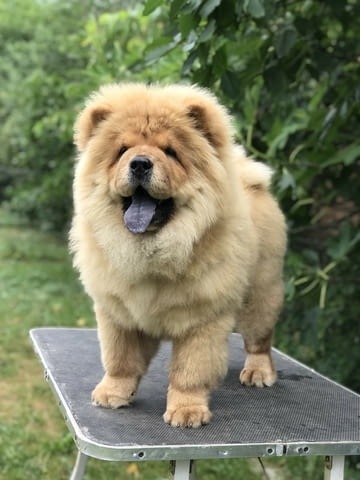 Chow Chow Амазинг Puppies for sale! Чау-чау, Ваксинирано - Да, За разплод - Да - град София | Кучета - снимка 5