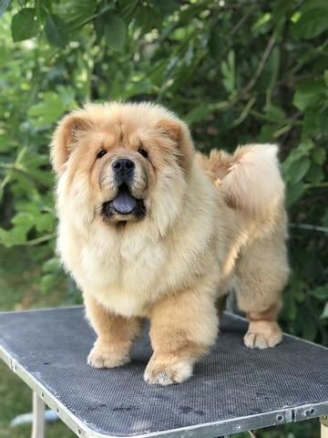 Chow Chow Амазинг Puppies for sale! Чау-чау, Ваксинирано - Да, За разплод - Да - град София | Кучета - снимка 6