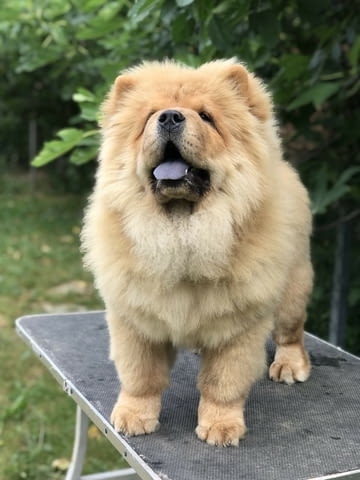Chow Chow Амазинг Puppies for sale! Чау-чау, Ваксинирано - Да, За разплод - Да - град София | Кучета - снимка 7