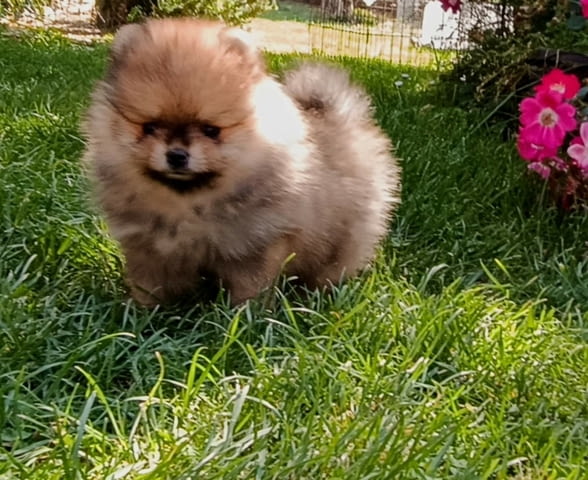 Pomeranian Spitz puppies Померан (Малък английски шпиц) - град Извън България | Кучета - снимка 1