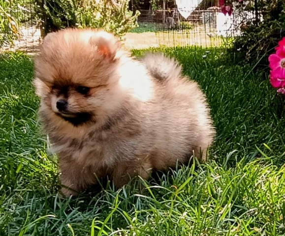 Pomeranian Spitz puppies Померан (Малък английски шпиц) - град Извън България | Кучета - снимка 2
