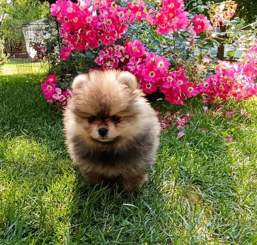 Pomeranian Spitz puppies Померан (Малък английски шпиц) - град Извън България | Кучета - снимка 3