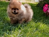 Pomeranian Spitz puppies