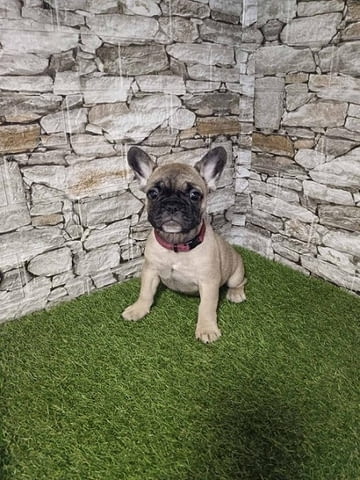 Френски булдог 2 месеца - град Извън България | Кучета - снимка 2